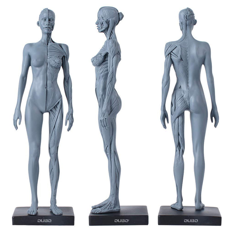 Dental New Female Anatomical Anatomy Skull Head Body Model Muscle Bone (30cm) Height