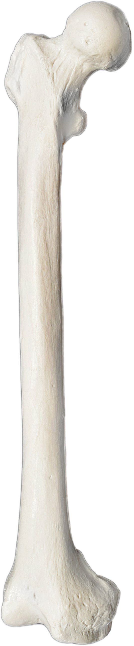 Femur Bone Model - Right - Anatomically Accurate Human Femur Bone Replica - hBARSCI