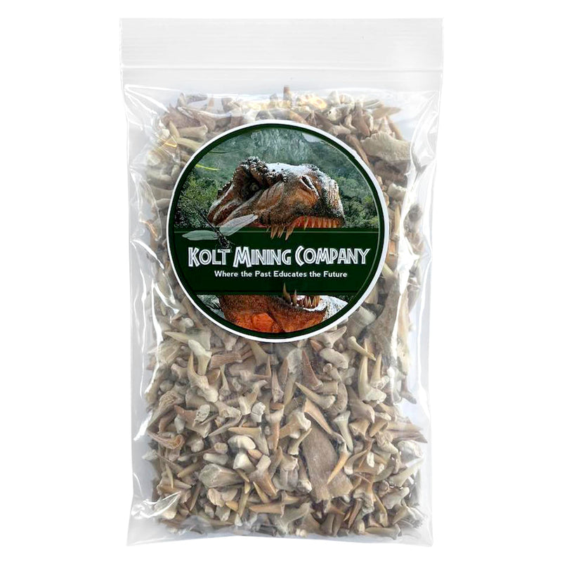 Fossilized Shark Teeth – Excavate and Examine Real Shark, String Ray, Fish, and Crocodile Teeth and Bones – Great STEM/STEAM Teaching Tool – Ideal Gift for Paleontology Enthusiasts – 1 lb.