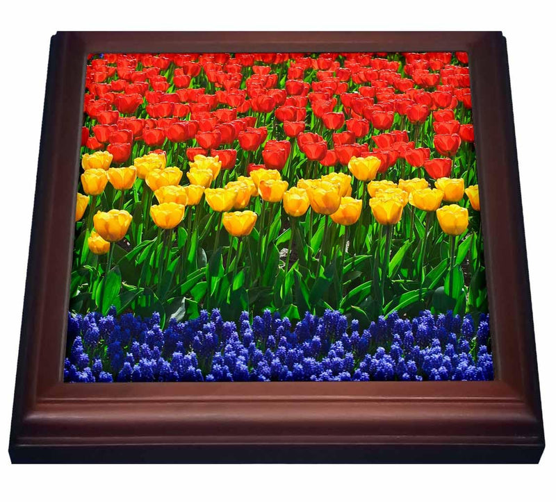 3dRose Trivet with Tile - Netherlands, Lisse. Tulips and other flowers at Keukenhof Gardens. - 8 by 8-inches (trv_313769_1)