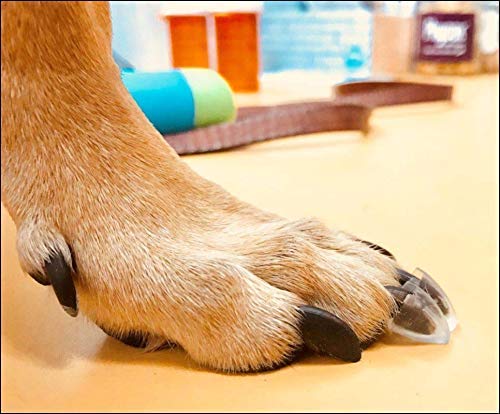 Dr. McHenry's Dog Toe Treads, Set of 24, Adhesive, Cleaning Brush, Increased Traction, Dog Mobility Support, X-Large Kit- Weight: 60-150 lbs. Net Weight 1.6 oz. X-Large Kit - Weight: 60-140 lbs. - PawsPlanet Australia