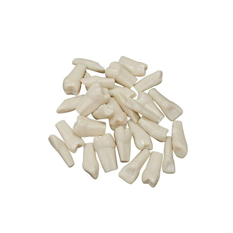 32pcs Removable Teeth Piece for Typodont Teeth Model Compatible with Kilgore Nissin for Teaching, Study - NewNest Australia
