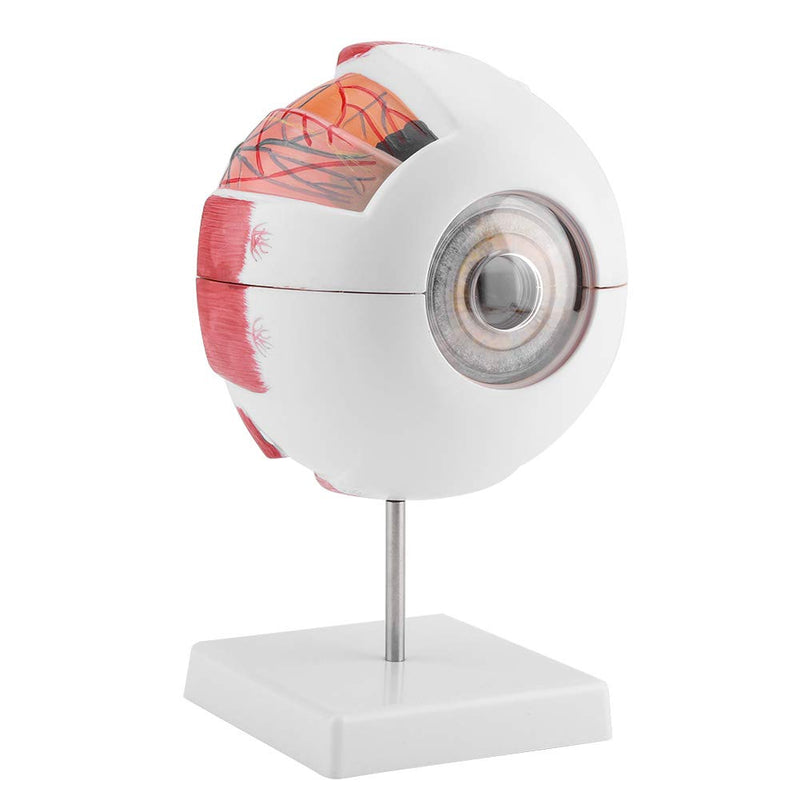6X Enlarged Human Eye Model, Removable Human Eyeball Model for Medical Teaching Demonstration enlarged eyeball model eye shape exercise model eye shape exercise model