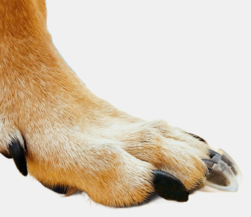 Dr. McHenry's Dog Toe Treads Set of 24, Adhesive, Cleaning Brush, Senior Dog Traction Mobility Support, Small Kit- Weight: 8-16 lbs. Net Weight 1.6 oz. Small Kit- Weight: 8-16 lbs. - PawsPlanet Australia