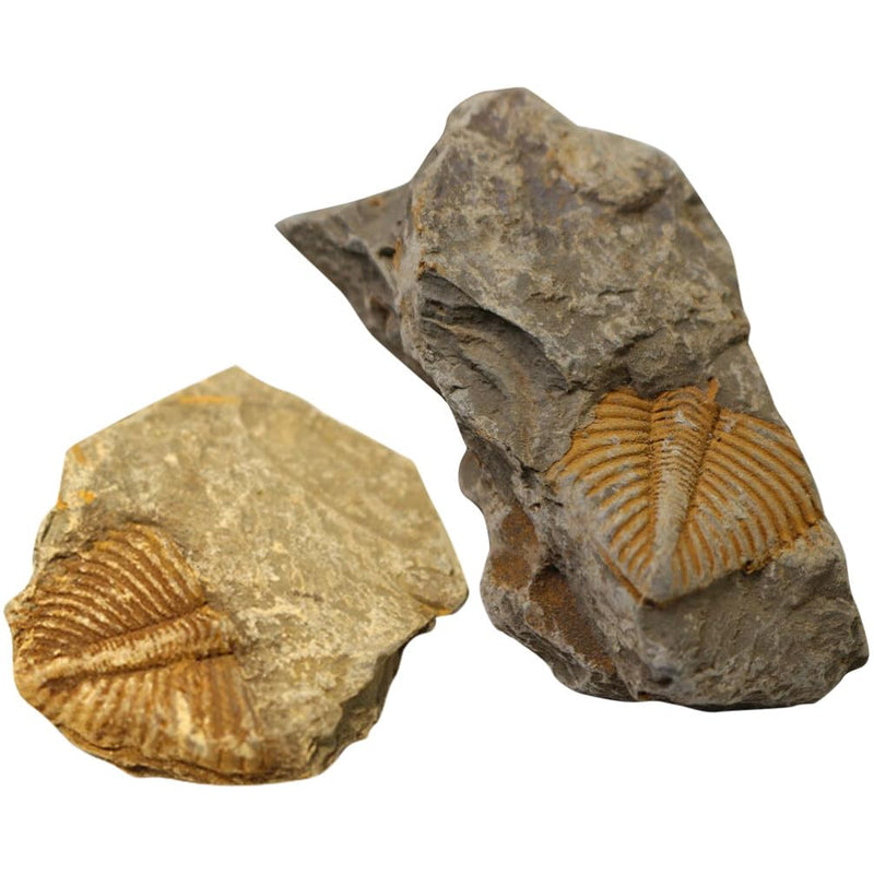 2Pcs Real Trilobite Come from Western Hunan of China 450 Million Years ago