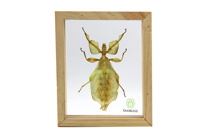 Real Exotic Leaf Insect Transparent Wings - Taxidermy Collection Framed in a 3D Clear Transparent Wooden Box as Pictured (Wood Color Frame)