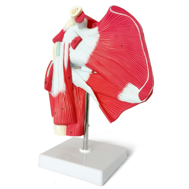 NEW HORIZON Muscled Shoulder Joint Model – Shows Complete Shoulder Musculature from Rotator Cuff to Subscapular Muscles – Includes Base,Manual, Education in the Field of Mathematics
