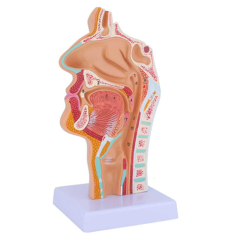 Nose Cavity Larynx Anatomy Model - Human Anatomical Nasal Cavity Throat Anatomy Medical Model for Teaching and Studying