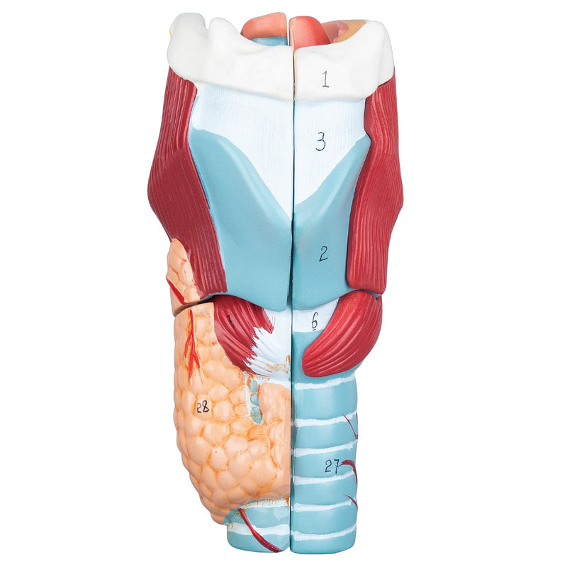 Larynx Model - Anatomically Accurate Throat Model 2X Enlarged Pharynx Model Scientific Anatomy Model of Human Larynx