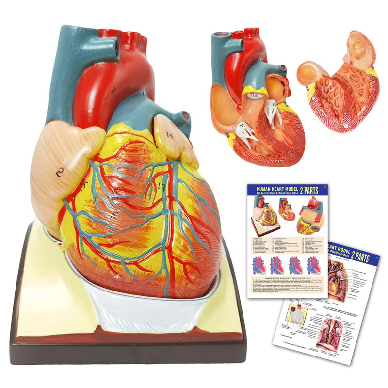 HADWYN Human Heart Model Life Size Medical Heart Model for Anatomy, 2 Part Heart Models Anatomy