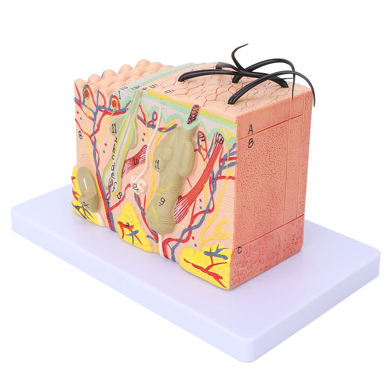 Skin Model, 35X Enlarged Skin Anatomical Model 3D Skin Layers Anatomy Model Human Skin Structure Anatomical Model for Science Classroom Study Display Teaching Model
