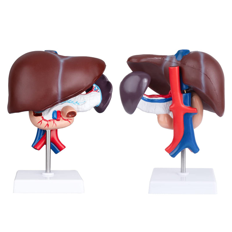 Human Liver Anatomical Model - Life Size Human Pancreas Pathology Model Liver Teaching Model Liver Dissection Model