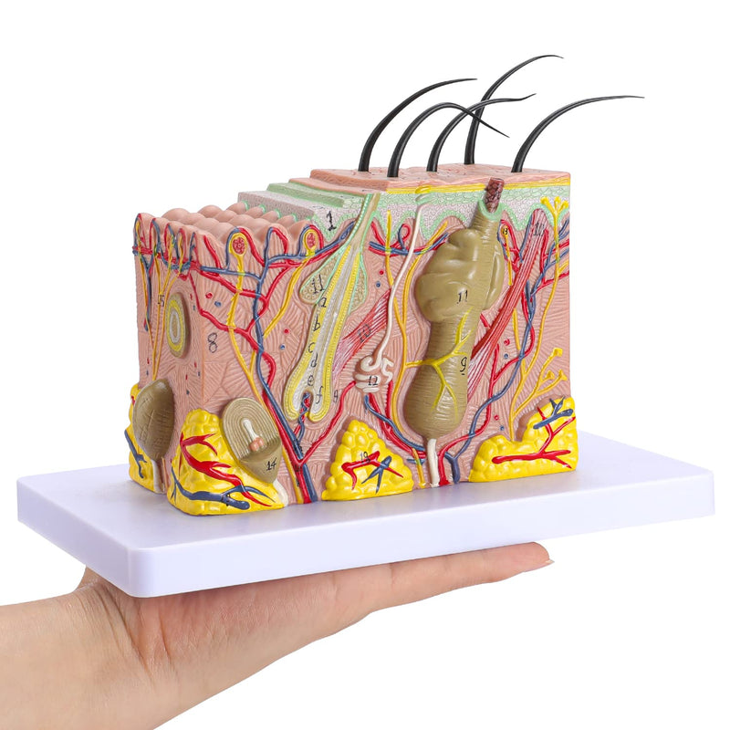 Human Skin Model 35x - 35 Times Skin Structure Anatomical Model Skin Color Model Teaching Medical Model