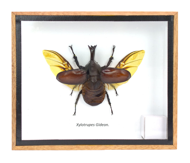 REAL THAILAND'S FIGHTING BEETLES/RHINOCEROS BEETLE/XYLOTRUPES GIDEON INSECT TAXIDERMY SET IN SHADOW BOX / 3D WOODEN FRAME (WOODEN BOX) Wooden Box