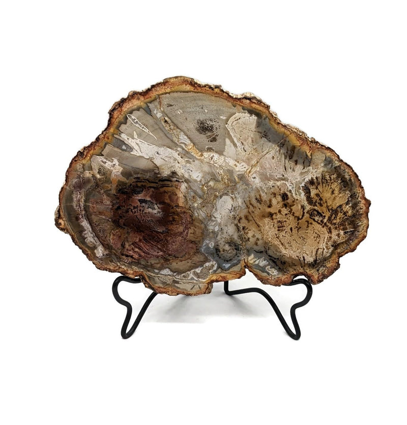 Petrified Wood Slab with Stand - 4.5 to 5 inch - Natural Petrified Wood Polished on Both Sides