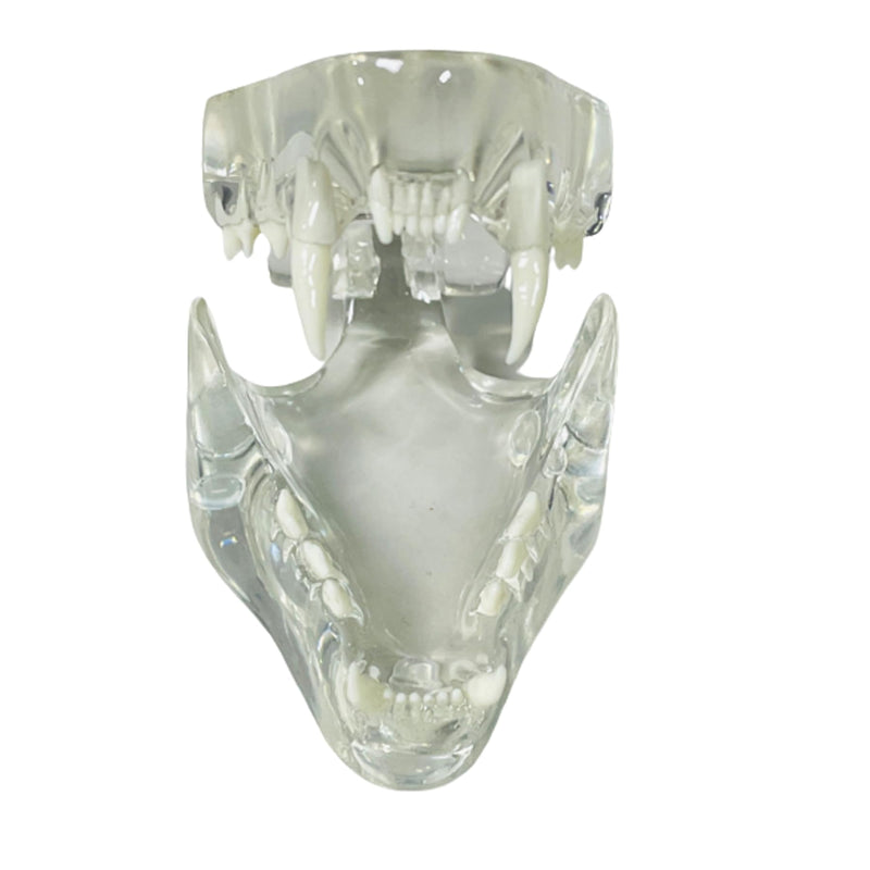 Transparent Cat Teeth Model Animals Oral Tooth Jaw for Veterinary Education Study Demo Decoration
