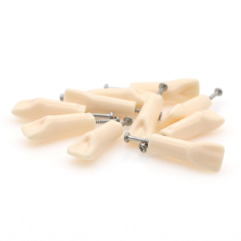 10pcs Dental Typodont Practice Teeth Study Model Individual Replacement Teeth Student Teaching Resin Filling Training Compatible Kilgore Nissin 200 Type (21#) 21#