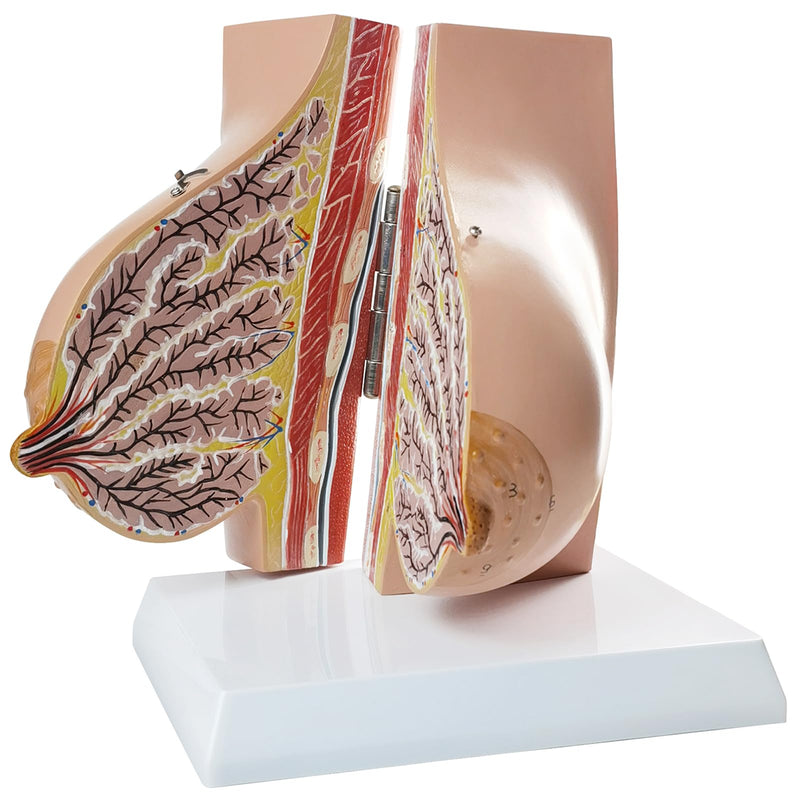 NEW HORIZON Model of The Female Breast Human Breast Anatomy Model Lactation Teaching Nursing Trainning Education Tools for Medical Students and Teachers