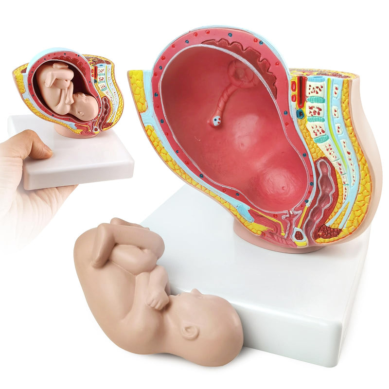 NEW HORIZON Medical Anatomical Pregnant Human Female Pelvis with Pregnancy 9 Months Baby Fetus Mode 1/2 Life Size with Removable Organs, 2-Parts, Hand Painted