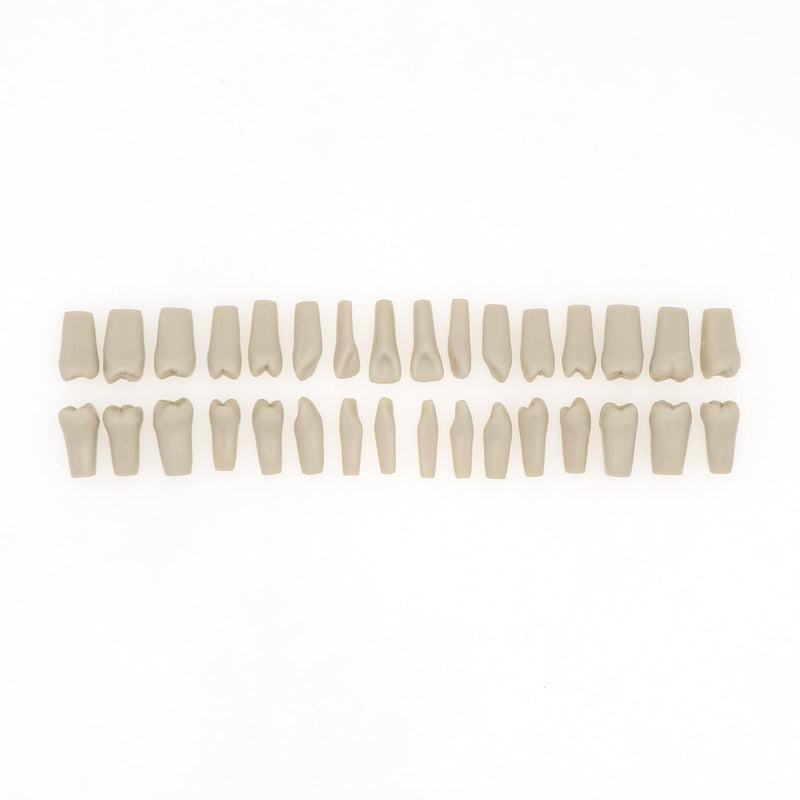 Dental Columbia 860 Type 32 Pcs Removeable Teeth Typodont Exam Restorative Model M8030 (T-8030-32Pcs Replace Teeth)