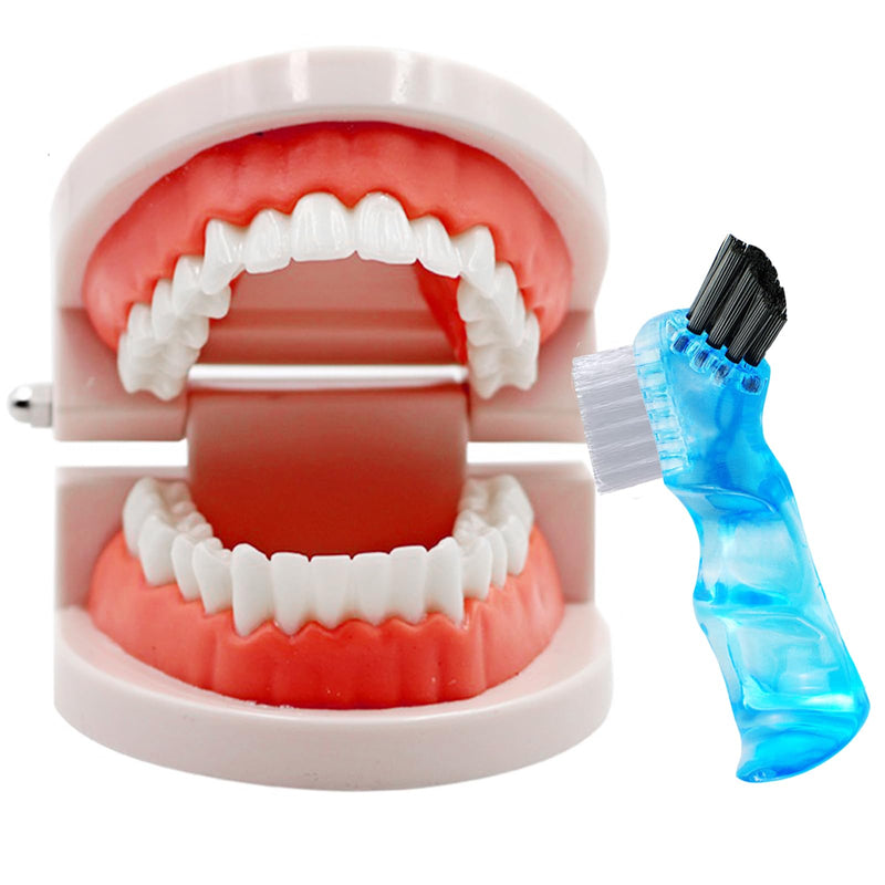 Dental Teeth Model with Denture Toothbrush, Standard Teeth Model Brushing Tooth, Denture Mouth Model Demonstration for Kids Dental Teaching Tools Study Supplies