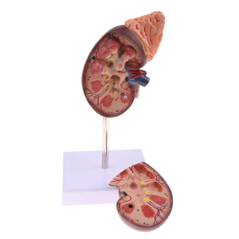 Kidney Model, 24 Markers Clear Zoning Premium Color Painting No Fading Kidney Anatomy Model Flame Retardant PVC Human Anatomy with Base for Teaching, Display