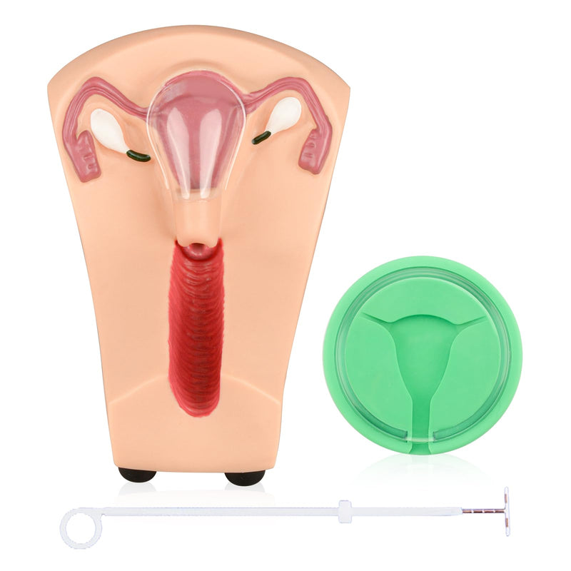 SimCoach Intrauterine Device Training Kit, IUD Training Model, Female Intrauterine Contraceptive Device Simulator Trainer
