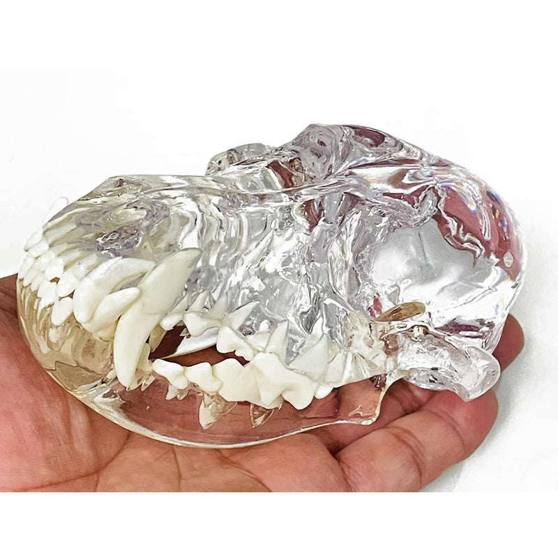 Transparent Canine Dog Cat Rabbit Teeth Skull Anatomical Model Dental Animals Oral Tooth Jaw For Veterinary Office Teaching Decoration Demonstrate (Dog Skull) Dog Skull