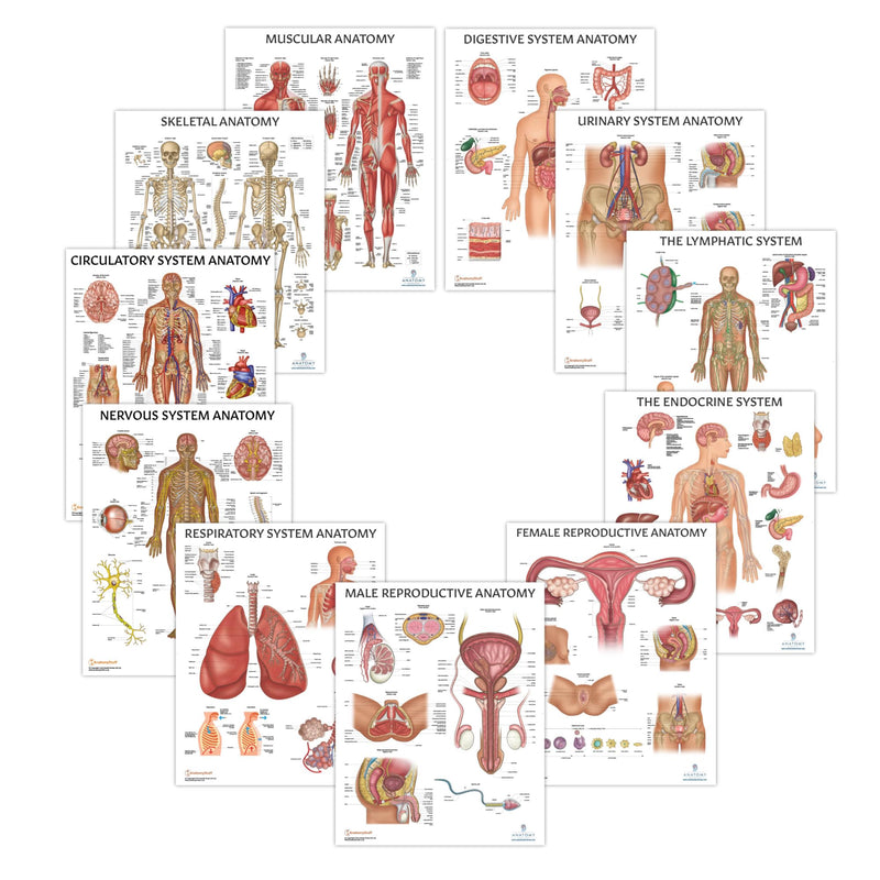 11 PACK Human Body Systems Anatomy Poster Set, LAMINATED, Anatomy and Physiology, 17.3 x 22.5 Inches, Body System Diagram, Anatomical Charts for Education Learning and Students
