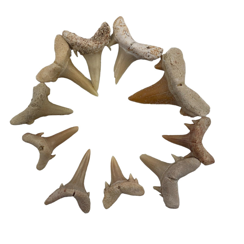 Heyiwell 10PC Fossil Mini Shark Tooth,Real Fossil Shark Teeth 1~1.5cm