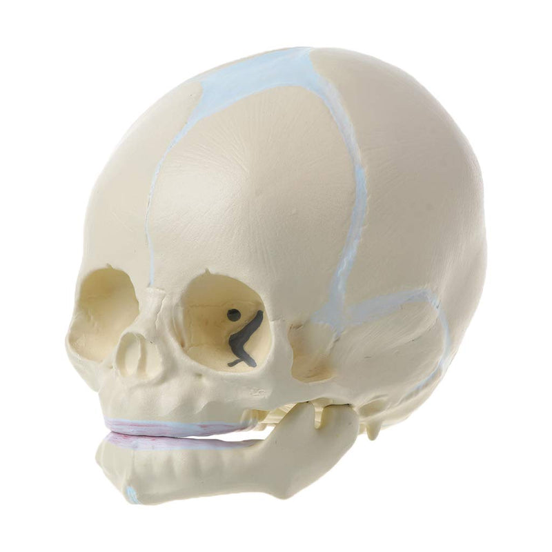 Skull Model 1: 1 Human Fetal Baby Infant Medical Skull Anatomical Skeleton Model Teaching Su, 13x10x10.5cm