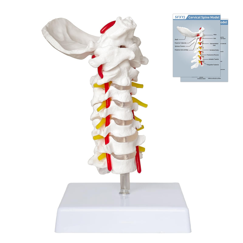 SFXYJ Cervical Spine Model - Life Size Vertebral Spine with Vertebrae, Nerves, and Occipital Plate for Science Classroom Study, Display, Teaching, Medical Model