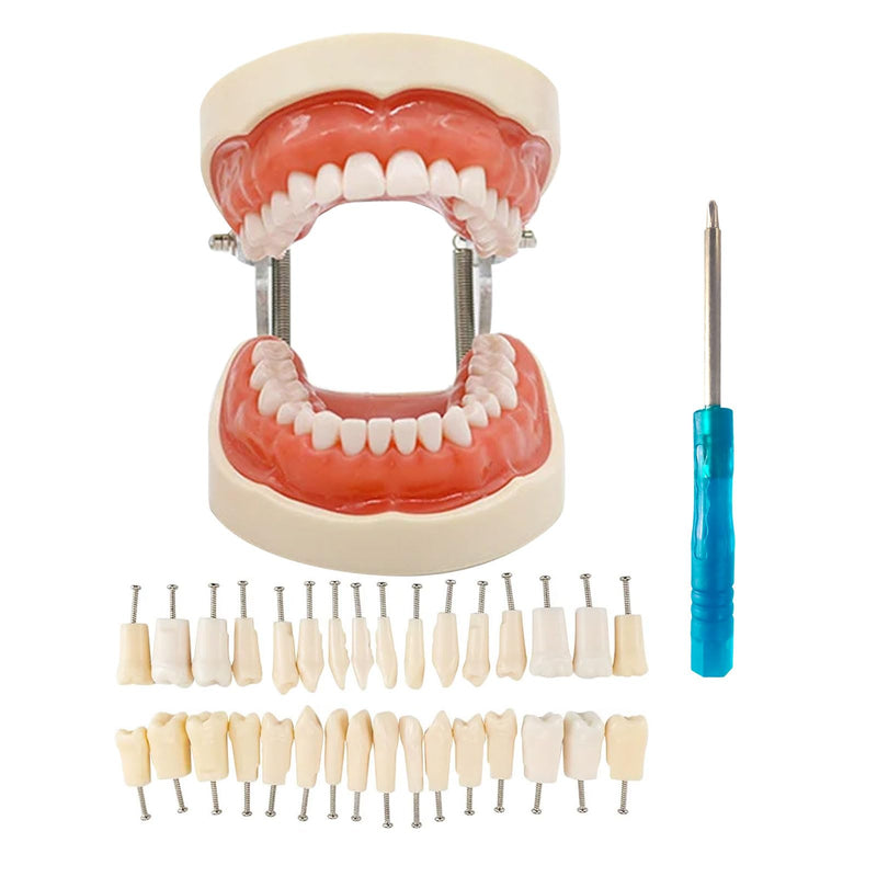 Typodont Teeth Model with Removable Teeth,Dental Tooth Model Suitable for Teaching, Practice and Study, with a Small Screwdriver. (Model and 32 Teeth) Model and 32 Teeth
