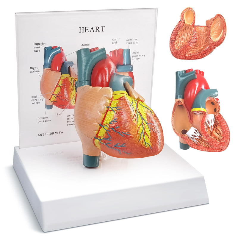 Human Heart Anatomical Model, Life Size 2 Parts Human Heart Model Shows Arteries Veins with Base and Detailed Guide for Medical Science Education Study or Teaching
