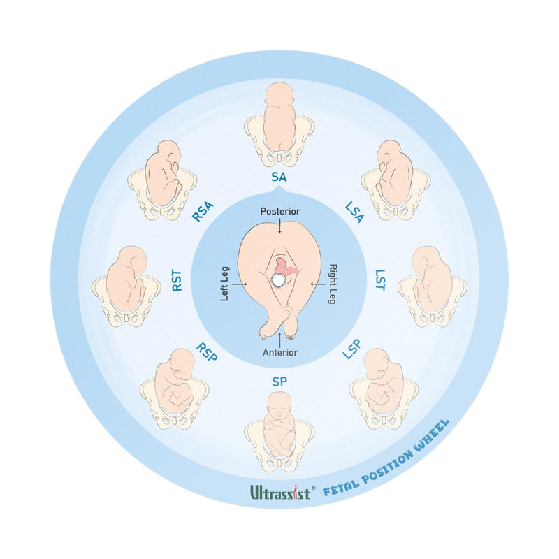Midwife Fetal Position Tool - Small Size 5.12", Fetal Position Wheel for Midwives, Doula and Obstetricians Gifts, Childbirth Education Tool for Medical & Nursing Students