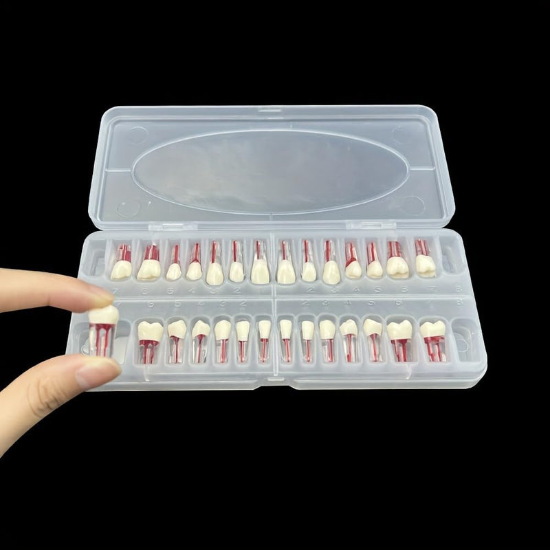 Dental RCT Root Canal Practice Model, Teaching, Study Teeth Model, Endo Teeth, fits with NISSIN Type 28 Teeth Typodont (28pcs/Set) 28pcs/set
