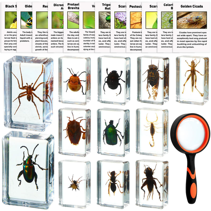 GlikCeil 12 Pcs Insect in Resin Specimen Bugs Discovery Kit Collection Paperweight Bug with Information Flash Cards Preserved in Resin with 10x Magnifier for Scientific Educational Display Supplies