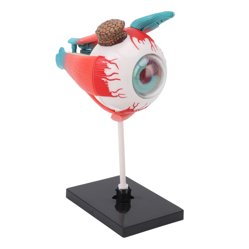 ZJchao Human Eye Anatomical Model with 16 Detachable Parts - Science Teaching Eyeball Model for Education & Display
