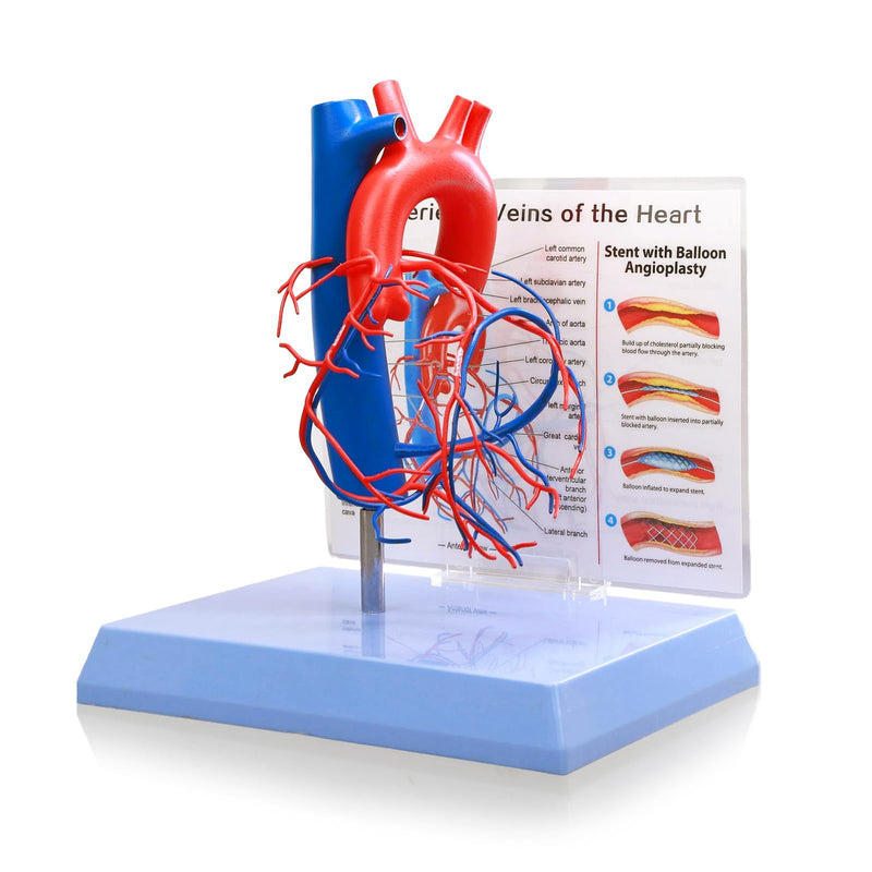 HADWYN Life Size Human Heart Model with base,Vascular Heart, Increased sized coronary anatomy depicting the cardiac veins
