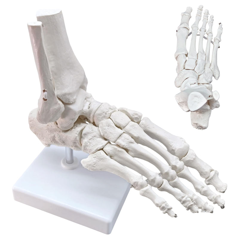Life-Size Human Foot and Ankle Joint Anatomy Model - Includes Tibia, Fibula, Right Side, Stand, Fully Articulated for Medical and Educational Use