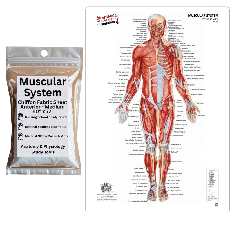 Life-Sized Learning Muscular Anatomy Model Fabric Sheet – Anterior View of a Muscular System Model – Study Tool for Classroom, Students, Instructors - Medium 50" x 72" Muscular Anterior - Medium