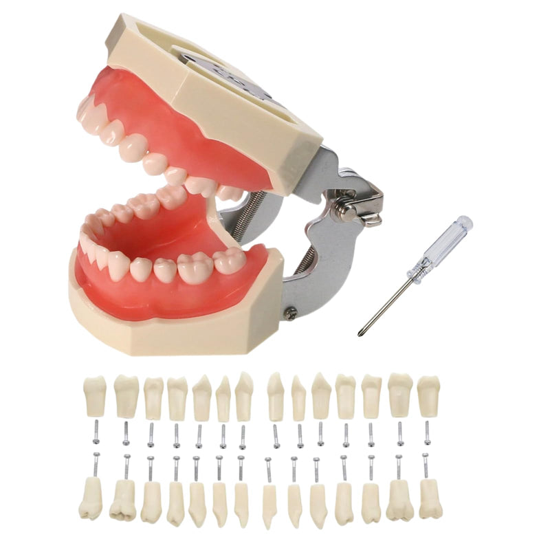 Typodont Teeth Model with Removable Teeth,Dental Tooth Model Suitable for Teaching, Practice and Study, with a Small Screwdriver and 28 spareteeth