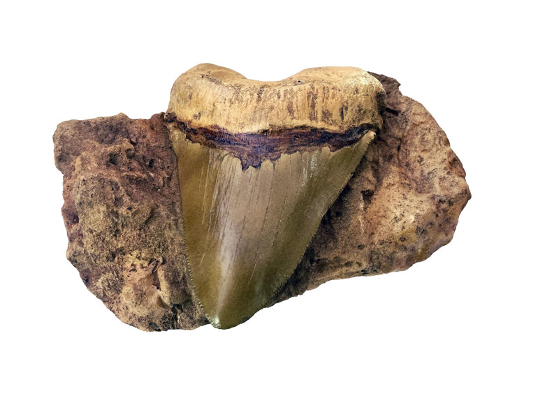Megalodon Tooth in Matrix Replica – 7.3" Plaque | Carcharocles Megalodon Fossil Cast