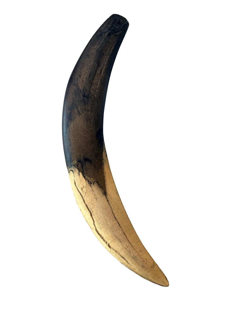 Sabertooth Cat Canine Replica – Smilodon fatalis Saber Tooth Fossil Cast | 10" Long