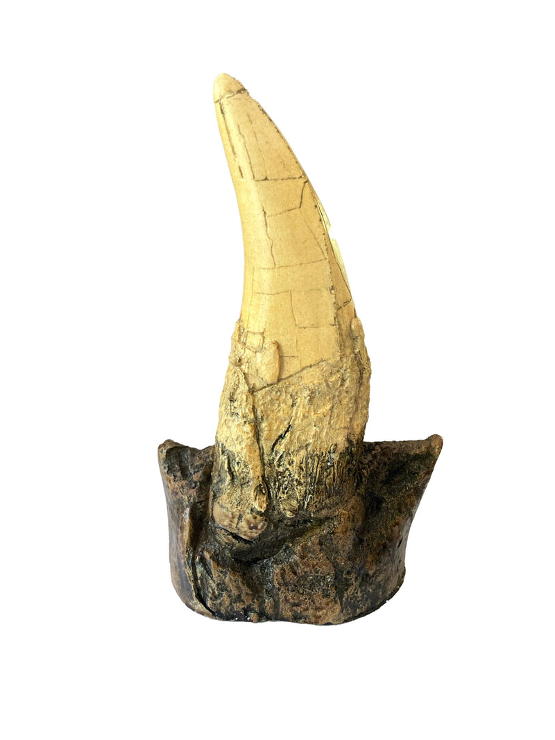 Tyrannosaurus Rex Large Tooth Replica – 6.5" Fossil Cast with Maxilla Base