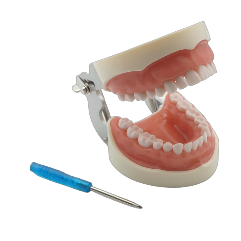 Dental Teaching Model with 32 Removable Teeth, Educational Practice Tool, Study Aid with Screwdriver