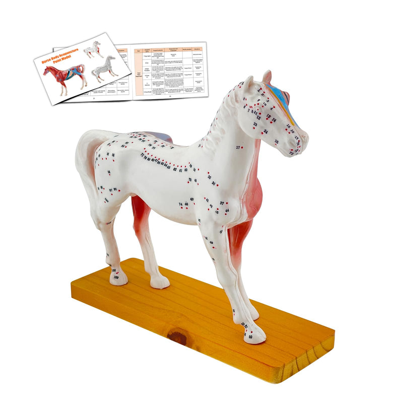 Horse Acupuncture Model, Animal Acupuncture Model Contains 116 Acupoints Half Acupoints and Half Muscles Used, for Veterinary Animal Anatomy Teaching and School Scientific Research Display