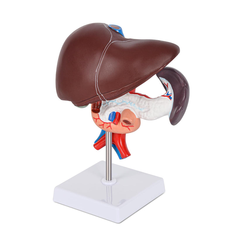 Human Liver Pancreas Duodenum Model,Life Size Anatomy Model for Medical Students Education Research and Teaching