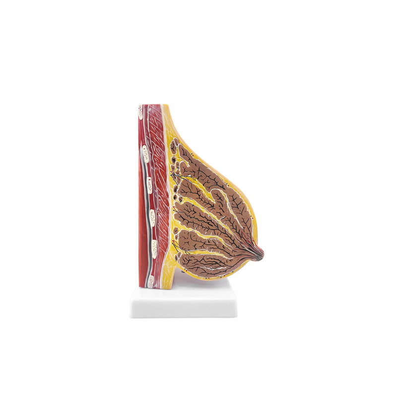 qzzXoq Lactating Breast Sagittal Section Model, Breast Anatomy Model with Number Manual Anatomical Display Model for Medical Student Demonstration Medical Teaching