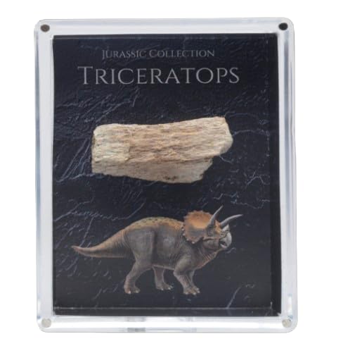 Authentic Triceratops Fossil Bone Gift Box - 67 Million Year Old Cretaceous Specimen in Lucite Case, Montana